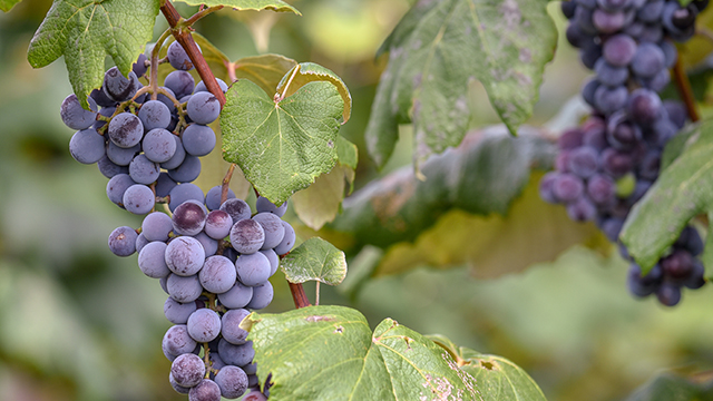 Concord grapes on the vine.